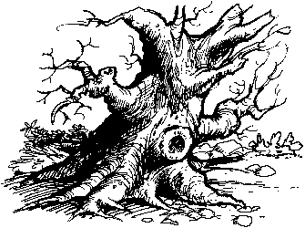 Sample illustration from the book Flowers and Trees